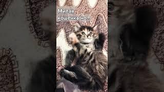 но она...#cat #memes #remix #vogue
