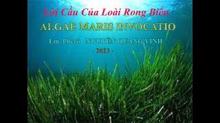 Algae Maris Invocatio & Ta Về Đây