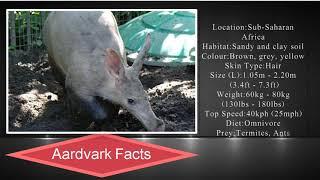 Aardvark Facts For Kids || Knowledge about Aardvark || Facts Academy Video