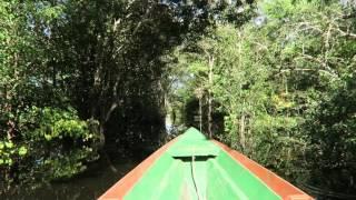 Canoe through the Amazon rain forest