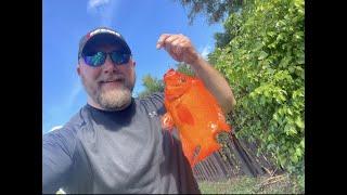 Catching cichlid's in the canals of Miami Florida