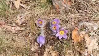 BRNO Kamenný vrch -  Koniklec  (Pulsatilla)