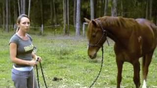 Natural Horsemanship Basics