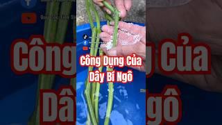 Bạn đã biết công dụng của Dây Bí Ngô chưa?