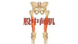 股中间肌 Vastus Intermedius muscle