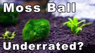 Moss Ball - Most Underrated Aquatic Plant "Pet"?? Plus 5 Simple Care Tips!