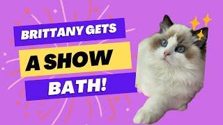 How To Give A Ragdoll Cat A Show Bath