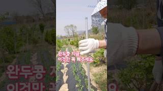 완두콩 재배 이것만 꼭 해주세요