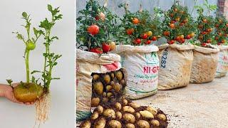 How to grow tomato tree from potato | The Secret between tomatoes and potatoes is revealed