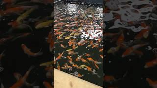 Beautiful koi carp setup #shortsfeed #shorts #fish #aquarium #fishing #youtubeshorts #uk #ytshorts