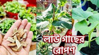 লাউ গাছের রোপণ কবে, কিভাবে এবং কোথায়? | Lau Growing in The UK - Labony Kitchen | Home Gardening