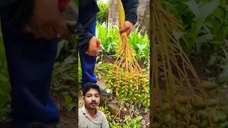 Have u seen this fruits #farming #satisfying #fruit #prajapati #fruitcutting #amezing #unique