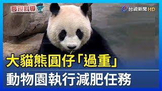 大貓熊圓仔「過重」 動物園執行減肥任務【發現科學】