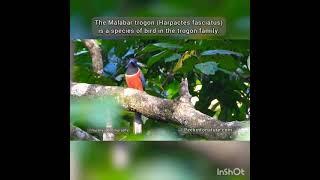 Malabar Trogon Male Calling and searching for female