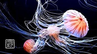 Jellyfish and Floating Sound,12 hours.  Listen to it as BGM and make changes in yourmind & body.