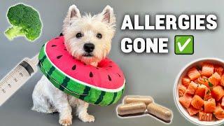 Foods to Avoid Westie SKIN ALLERGIES!  (Part 2)