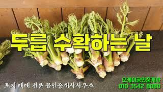 [오케이공인중개사사무소] 두릅 수확하는 날!