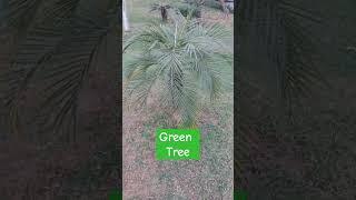 Green Tree in Park #sorts