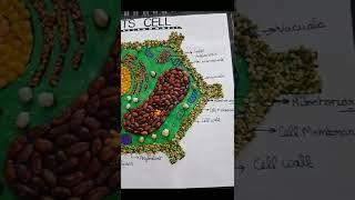 Plants cell using GRAINS AND PULSES #N.P.E.Y. Vishwakarma