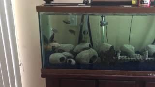 African Cichlids