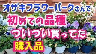 【ガーデニング】11月下旬の購入苗紹介！冬庭をオシャレに飾る花！オザキフラワーパークさんでついつい多めに購入！あしかがフラワーパーク・中之条ガーデンズ・Gardening