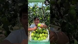 Farm fresh ninja fruit cutting #2 | Ly Chynh St  #shorts