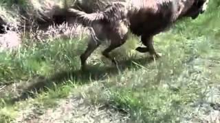 Big Sky Dog Park