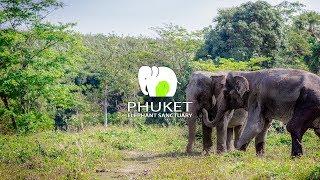 Phuket Elephant Sanctuary