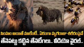 Honey bees attack Lion | సింహం అయితే మాకేంటీ | Tupaki Critics | #viralvideo