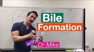 Bile Synthesis and Function