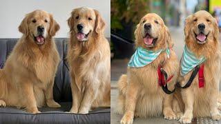 Golden Retrievers Go To Chicago