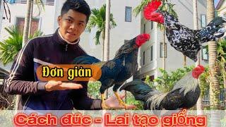 Hướng Dẫn cách đúc và lai tạo giống gà tre lai hiệu quả || Đạt Bird TreLai