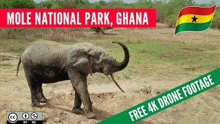 Mole National Park, GHANA ! FREE ! 4K Drone Footage