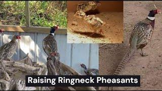 Raising Pheasants