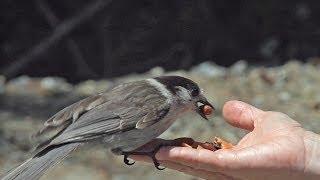 Whiskey Jack (Gray Jay) Encounter on Howe Sound Crest Trail