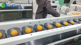 Commercial processing technology for citrus,orange sorting grading machine​,fruit processing lines