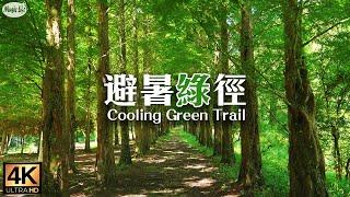 森林療癒系3  避暑綠徑 15℃沁涼健康步道 芬多精負離子吸到飽 杉林溪 水杉林 穿林棧道 樂山步道  松瀧岩瀑布 空拍向欣谷夕陽雲海 紓壓放鬆鋼琴曲 Relaxing Piano Music