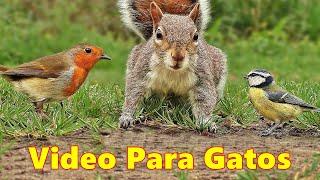 Videos Para Gatos - El video favorito de tus gatos