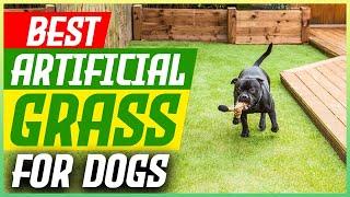 The 5 Best Artificial Grass for Dogs [2024 Guide]