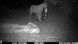 Smooth Ear Mountain Lion Kills Twice