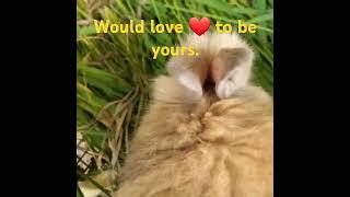 adorable angora bunny for adoption