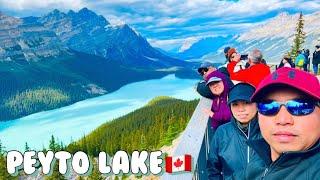 PEYTO LAKE (FAMOUS LAKE)Beautiful place to spend quality time) #peytolake #icefieldsparkway