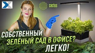 Гидропонные системы Cactus - умное озеленение вашего офиса и дома