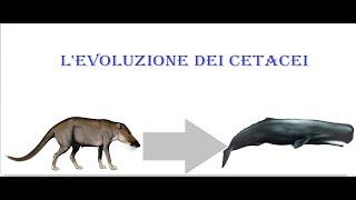 l'evoluzione dei cetacei