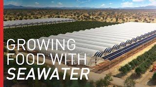 Growing Crops in the Desert with Seawater | Freethink