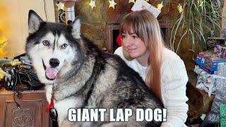 Giant Husky Greets Guests & Uses Me As A Seat!