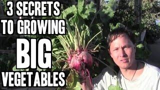 My 3 Secrets for Growing BIG Vegetables in My Garden