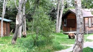 Bears Take Over Brooks Lodge