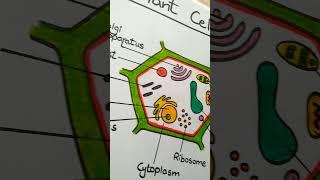 Plant Cell Diagram l ES art & craft