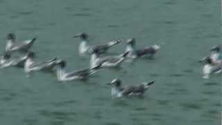 franklins gull gray hooded gull, Leucophaeus pipixcan